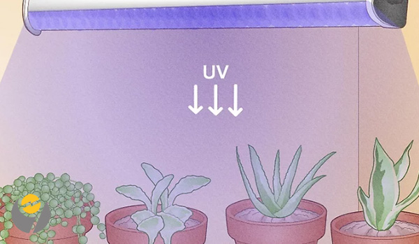 آیا چراغ های رشد گیاه اشعه UV ساطع می کنند