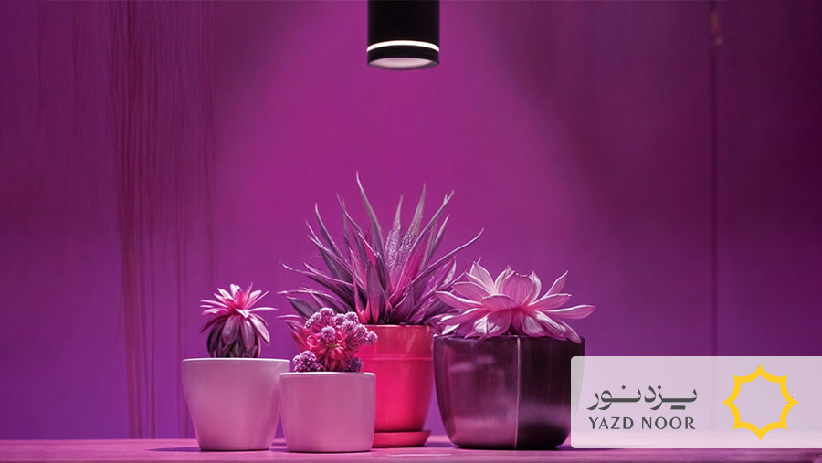نحوه استفاده از لامپ رشد گیاه به زبان ساده